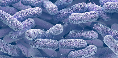 Enterobacteriaceae illustration