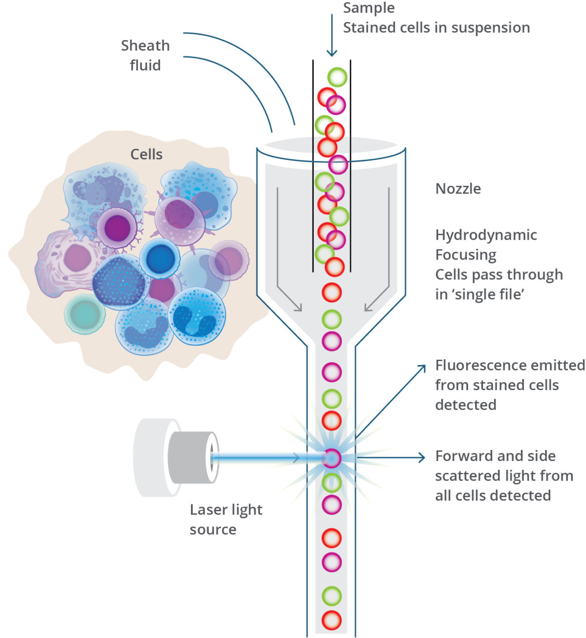flow cytometry illustration