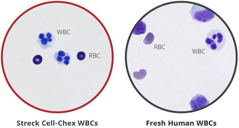 Streck Cell-Chex white blood cells vs. fresh human white blood cells