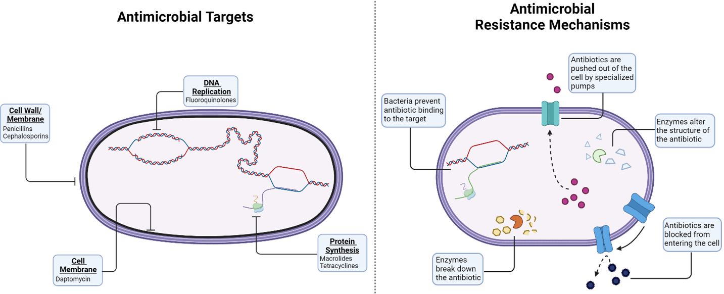 Bacteria and AMR diagram