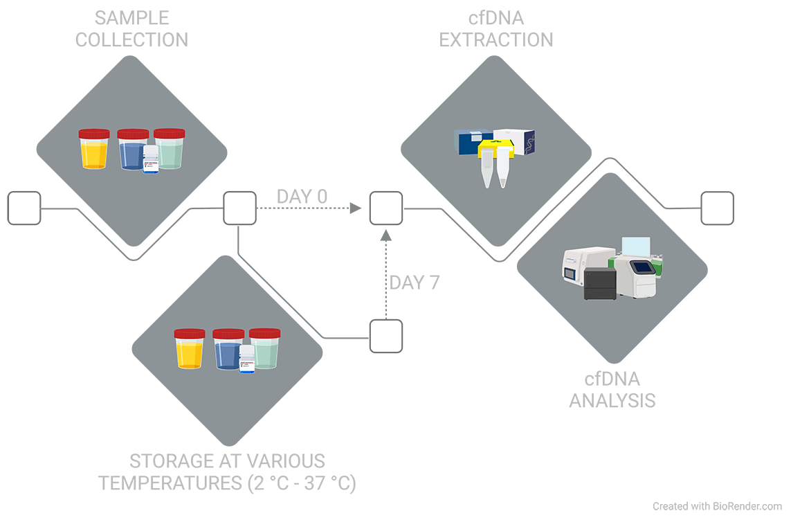 Urine Collection and Analysis Workflow